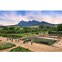 Babel Restaurant at Babylonstoren image